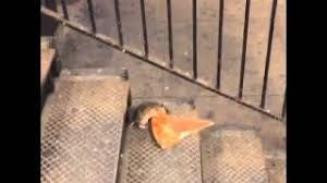 Sewer Rat